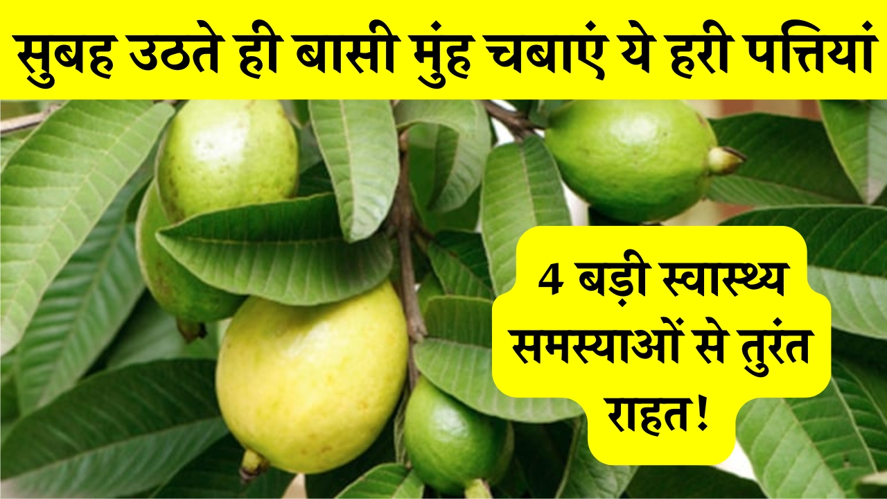 chewing-guava-leaves-on-empty-stomach-in-the-morning